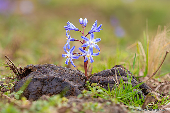 Bloemen en Planten Bart Fotografie-1445