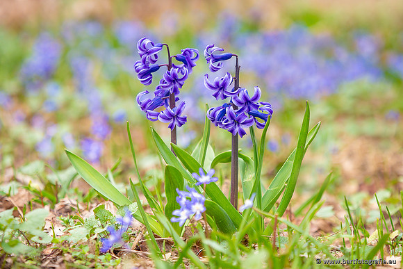 Bloemen en Planten Bart Fotografie-1448