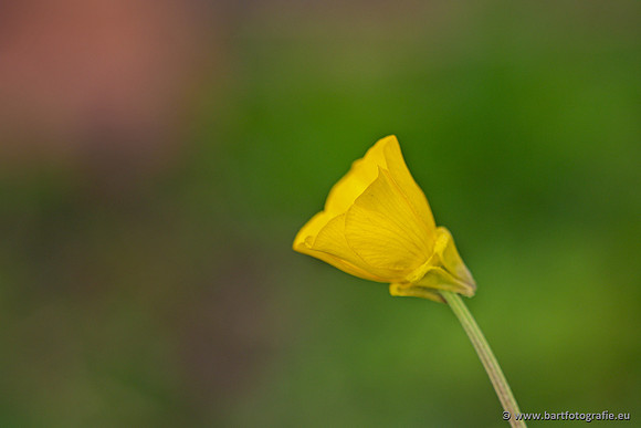 Bloemen en Planten Bart Fotografie-1449