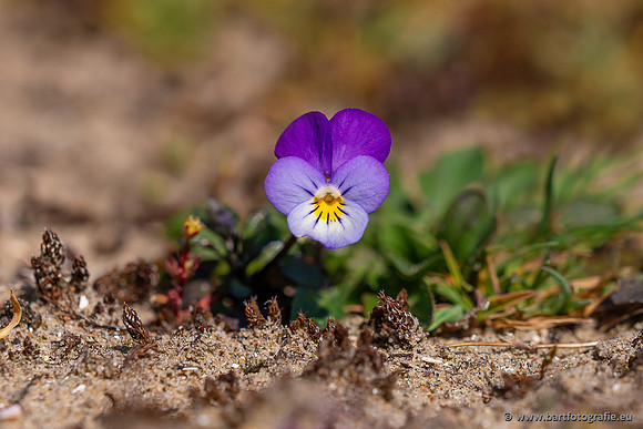 Bloemen en Planten Bart Fotografie-1452