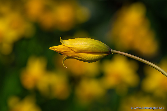 Bloemen en Planten Bart Fotografie-1457