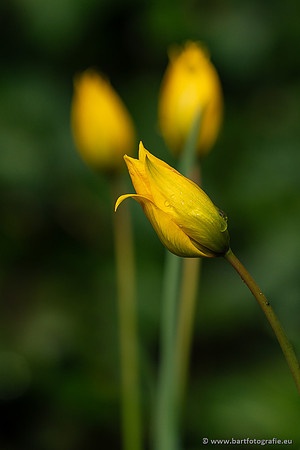 Bloemen en Planten Bart Fotografie-1458