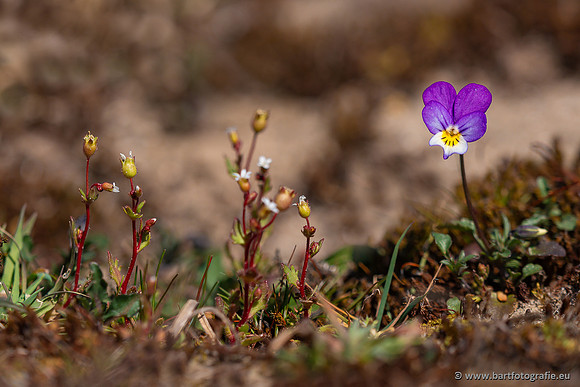 Bloemen en Planten Bart Fotografie-1453