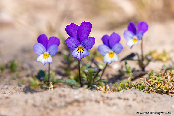 Bloemen en Planten Bart Fotografie-1454