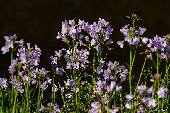 Bloemen en Planten Bart Fotografie-1456
