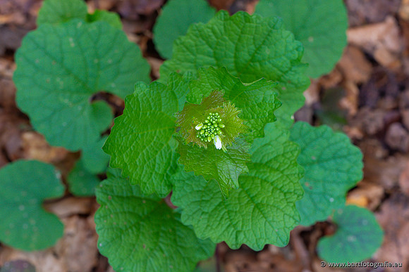 Bloemen en Planten Bart Fotografie-1459