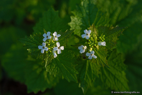Bloemen en Planten Bart Fotografie-1460
