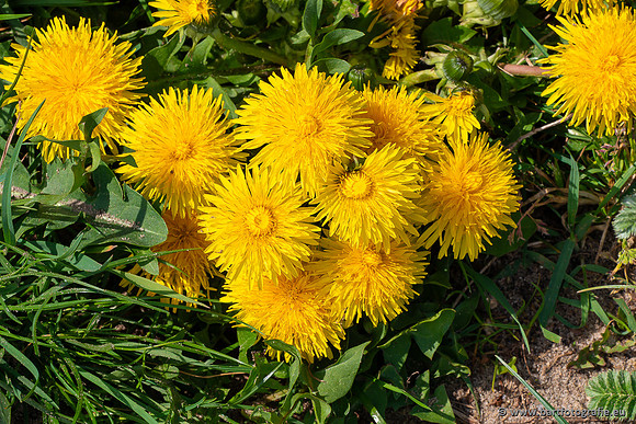 Bloemen en Planten Bart Fotografie-1461