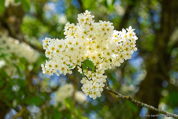Bloemen en Planten Bart Fotografie-1462