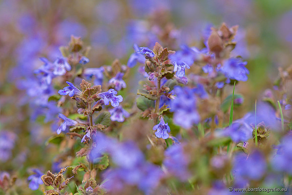 Bloemen en Planten Bart Fotografie-1463