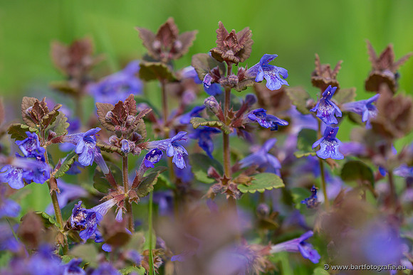 Bloemen en Planten Bart Fotografie-1464