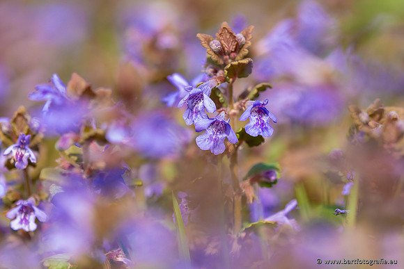 Bloemen en Planten Bart Fotografie-1465
