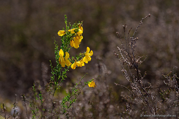Bloemen en Planten Bart Fotografie-1466