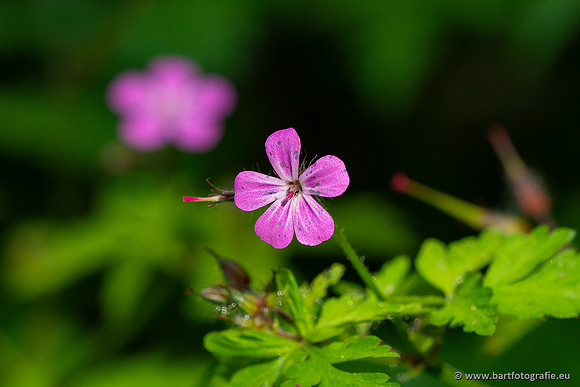 Bloemen en Planten Bart Fotografie-1469