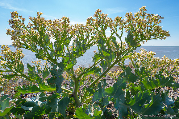 Bloemen en Planten Bart Fotografie-1470
