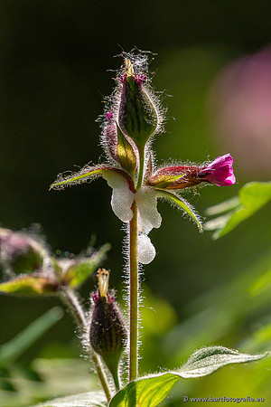 Bloemen en Planten Bart Fotografie-1475