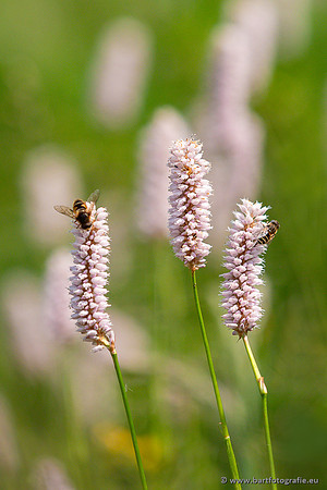 Bloemen en Planten Bart Fotografie-1476