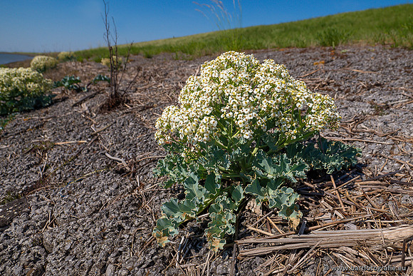 Bloemen en Planten Bart Fotografie-1472