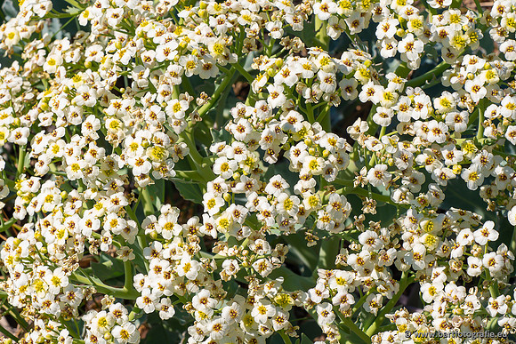 Bloemen en Planten Bart Fotografie-1471