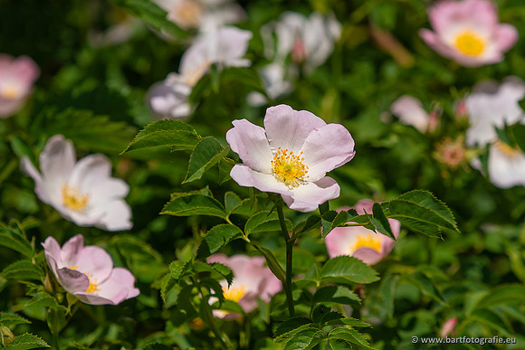 Bloemen en Planten Bart Fotografie-1474