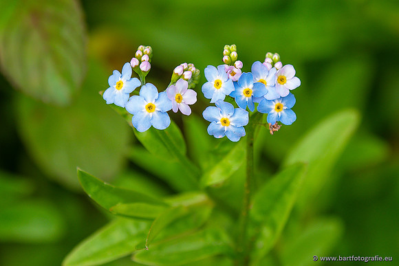 Bloemen en Planten Bart Fotografie-1477