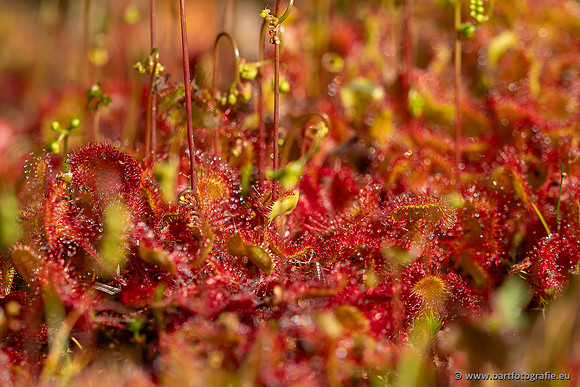Bloemen en Planten Bart Fotografie-1478