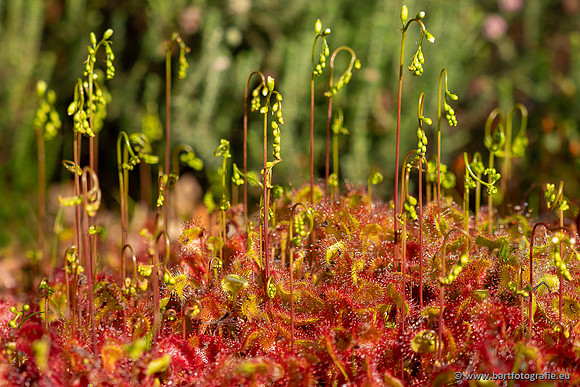 Bloemen en Planten Bart Fotografie-1479