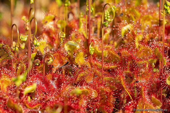 Bloemen en Planten Bart Fotografie-1480