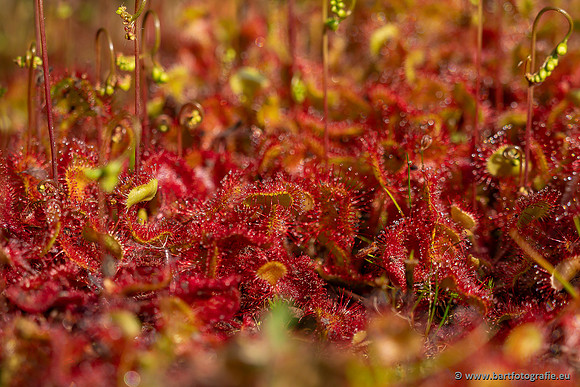 Bloemen en Planten Bart Fotografie-1482