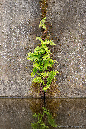 Bloemen en Planten Bart Fotografie-1484