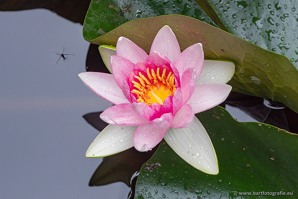 Bloemen en Planten Bart Fotografie-1486