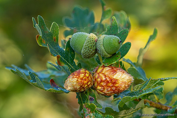 Bloemen en Planten Bart Fotografie-1489