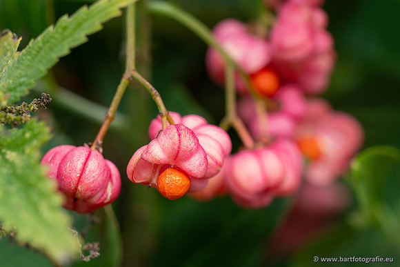 Bloemen en Planten Bart Fotografie-1494