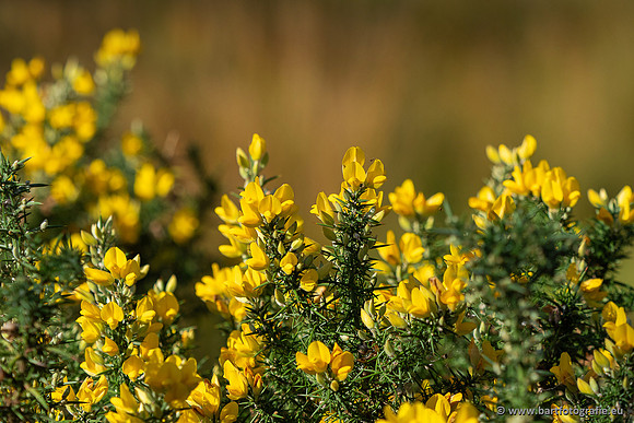 Bloemen en Planten Bart Fotografie-1499
