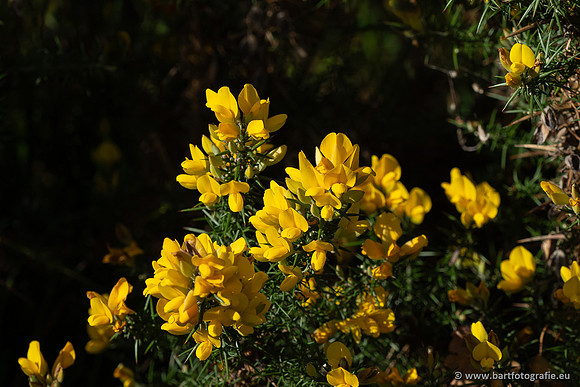 Bloemen en Planten Bart Fotografie-1500