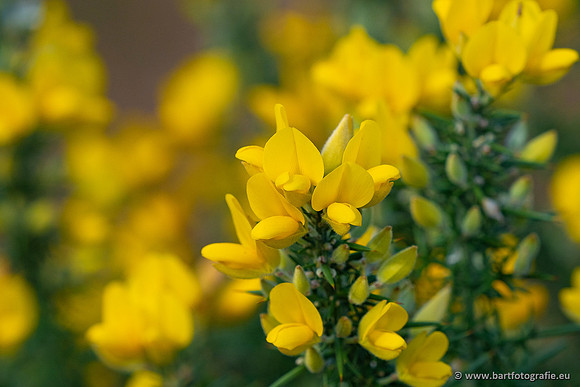 Bloemen en Planten Bart Fotografie-1501