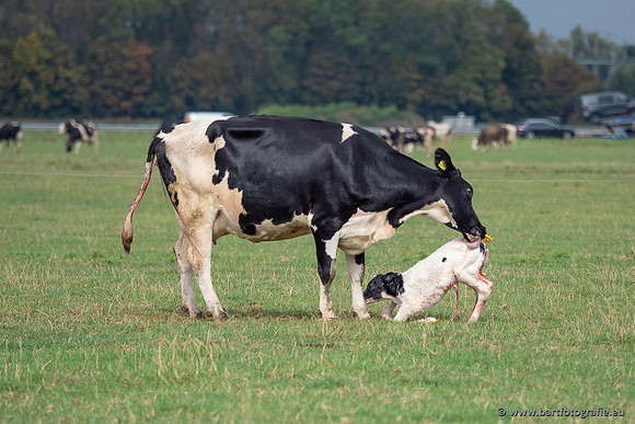 Cultuurdieren, Bart Fotografie-280