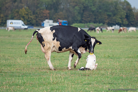 Cultuurdieren, Bart Fotografie-279