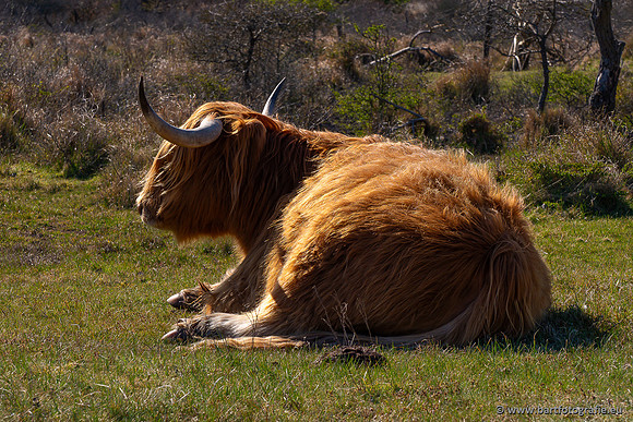 Cultuurdieren, Bart Fotografie-276