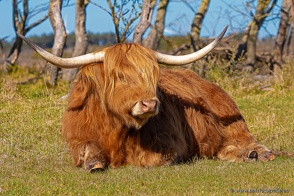 Cultuurdieren, Bart Fotografie-277