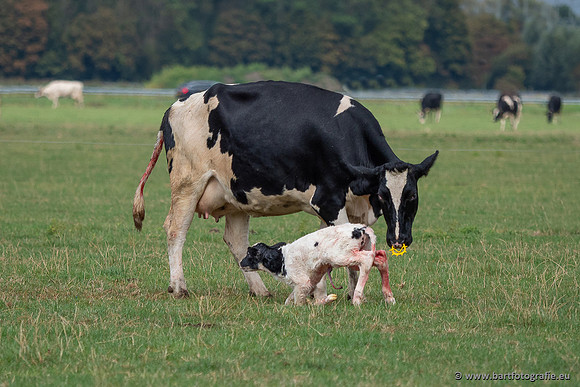 Cultuurdieren, Bart Fotografie-281