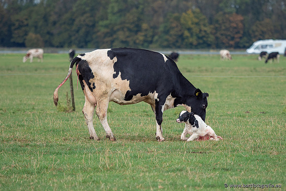 Cultuurdieren, Bart Fotografie-278