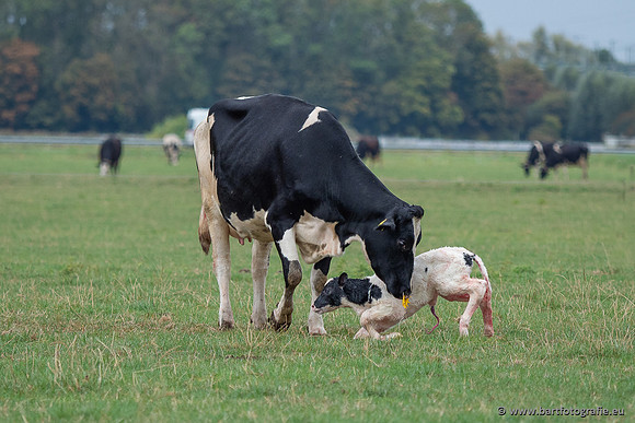Cultuurdieren, Bart Fotografie-282