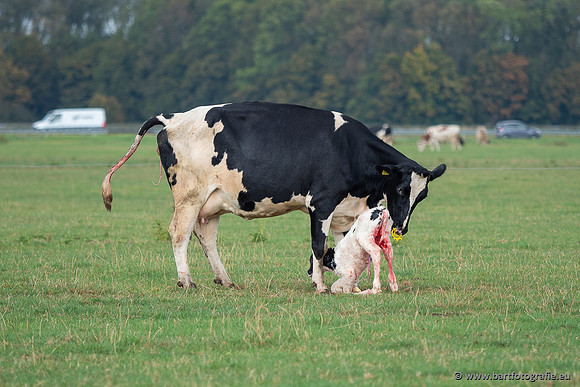 Cultuurdieren, Bart Fotografie-283