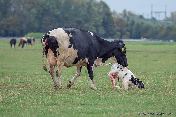 Cultuurdieren, Bart Fotografie-284