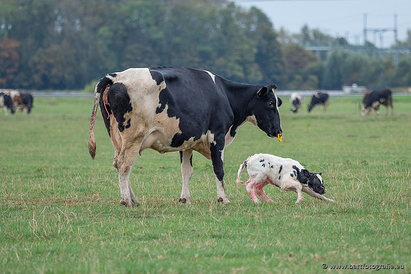 Cultuurdieren, Bart Fotografie-285