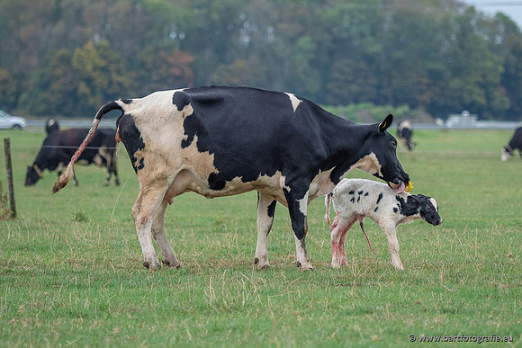 Cultuurdieren, Bart Fotografie-287