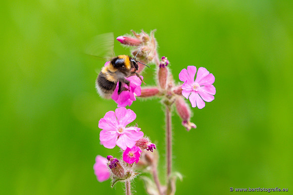 Bijen Bart Fotografie-243