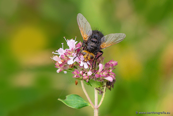Insecten Bart Fotografie-557