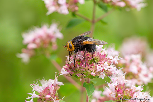 Insecten Bart Fotografie-558